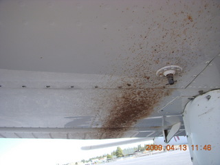 Lost Dog Wash - 'glowing' teddy-bear cholla cactus