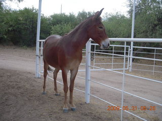Superior Airport (E81) run - horse