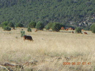 Cows at Chapman Ranch Airport (58AZ)