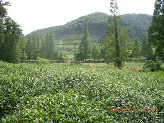 146 6xm. China eclipse - West Lake - tea plantation