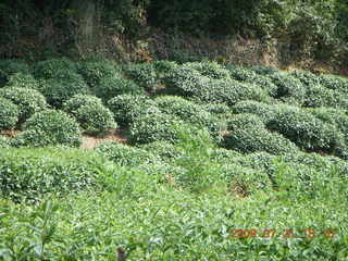 China eclipse - West Lake - tea plantation