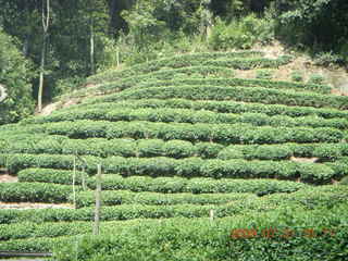 China eclipse - West Lake - tea plantation