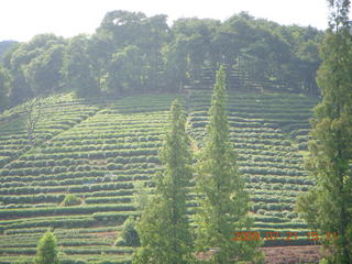 China eclipse - West Lake - tea plantation