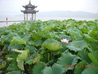 China eclipse - Hangzhou run - lotuses