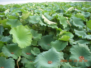 China eclipse - Hangzhou run - lotuses