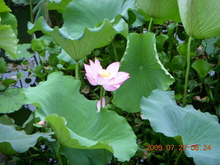 China eclipse - Yangshuo run - lotus