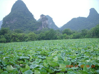 18 6xr. China eclipse - Yangshuo run - lotuses
