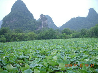 China eclipse - Yangshuo run - lotuses