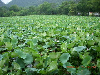 20 6xr. China eclipse - Yangshuo run - lotuses