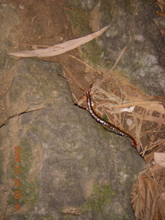 33 6xr. China eclipse - Yangshuo run - centipede (about 12 cm)