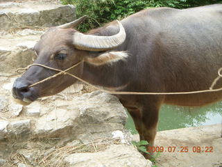 China eclipse - Yangshuo bicycle ride - water buffalo