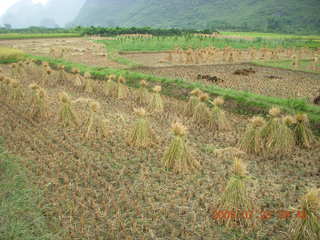 156 6xr. China eclipse - Yangshuo bicycle ride - walk to farm village - rice