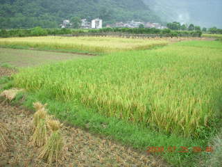 157 6xr. China eclipse - Yangshuo bicycle ride - walk to farm village - rice