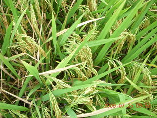 China eclipse - Yangshuo bicycle ride - walk to farm village - rice