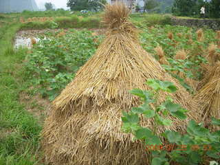 166 6xr. China eclipse - Yangshuo bicycle ride - walk to farm village