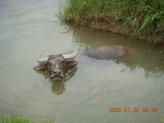 China eclipse - Yangshuo bicycle ride - walk to farm village - water buffalo in water