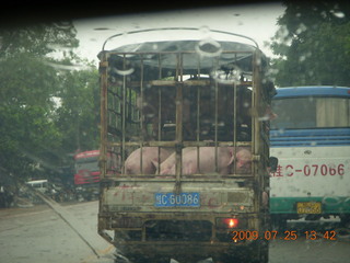 China eclipse - drive in the rain from Yangshuo to Guilin - pigs