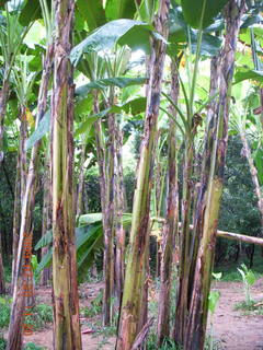 China eclipse - Guilin SevenStar park - banana trees