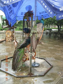 China eclipse - Guilin SevenStar park - peacocks