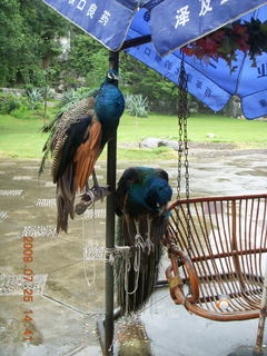 235 6xr. China eclipse - Guilin SevenStar park - peacocks