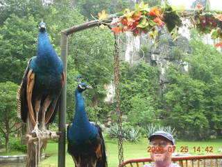 237 6xr. China eclipse - Guilin SevenStar park - peacocks and Adam