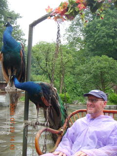 238 6xr. China eclipse - Guilin SevenStar park - peacocks and Adam