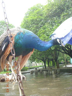 China eclipse - Guilin SevenStar park - peacock