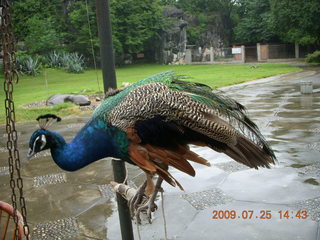 240 6xr. China eclipse - Guilin SevenStar park - peacock