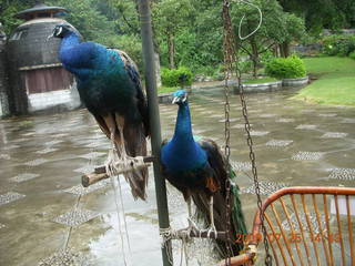 China eclipse - Guilin SevenStar park - peacocks