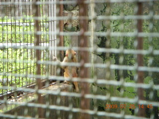 243 6xr. China eclipse - Guilin SevenStar park - monkey zoo