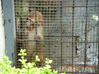 China eclipse - Guilin SevenStar park - monkey zoo