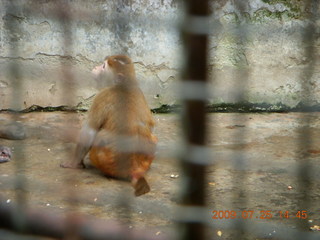 China eclipse - Guilin SevenStar park - monkey zoo