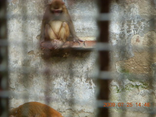 China eclipse - Guilin SevenStar park - monkey zoo