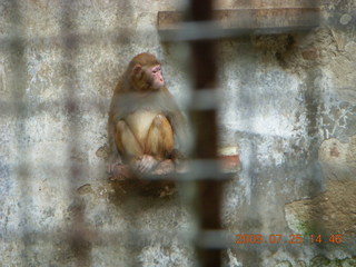 China eclipse - Guilin SevenStar park - monkey zoo