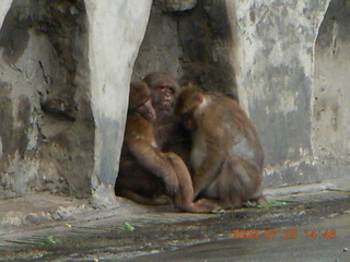 China eclipse - Guilin SevenStar park - monkey zoo