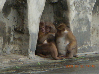 250 6xr. China eclipse - Guilin SevenStar park - monkey zoo