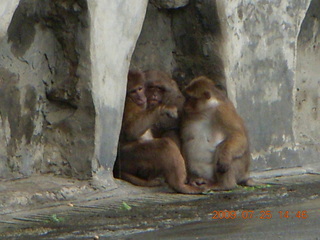 China eclipse - Guilin SevenStar park - monkey zoo