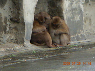 251 6xr. China eclipse - Guilin SevenStar park - monkey zoo