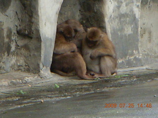 China eclipse - Guilin SevenStar park - monkey zoo