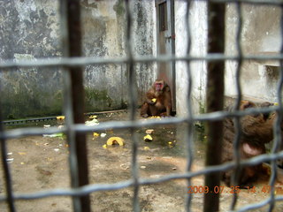 China eclipse - Guilin SevenStar park - monkey zoo