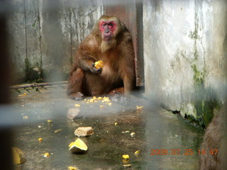 China eclipse - Guilin SevenStar park - monkey zoo