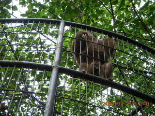 China eclipse - Guilin SevenStar park - monkey zoo