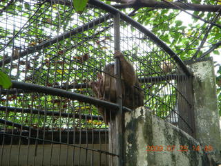 China eclipse - Guilin SevenStar park - monkey zoo