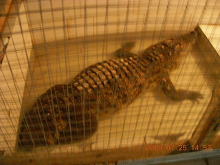 China eclipse - Guilin SevenStar park - reptile house - alligator or crocodile