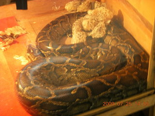 263 6xr. China eclipse - Guilin SevenStar park - reptile house - big snake