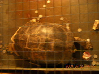 264 6xr. China eclipse - Guilin SevenStar park - reptile house - big turtle