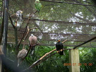 China eclipse - Guilin SevenStar park - monkey zoo