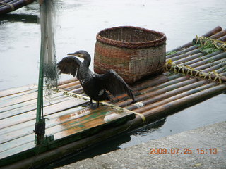 China eclipse - Guilin SevenStar park - pelican bird