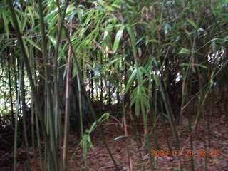 China eclipse - Guilin - Elephant Rock - bamboo trees