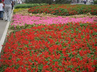 China eclipse - Beijing Olympic Park - flowers